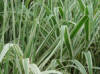 Arundo variegatum - Ornamental variegated grass